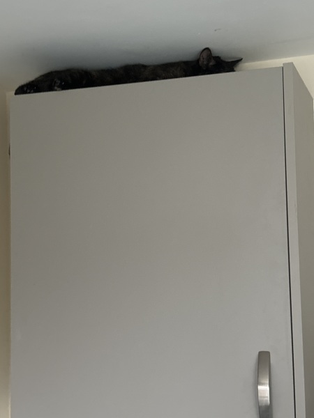 Adopted a cat!