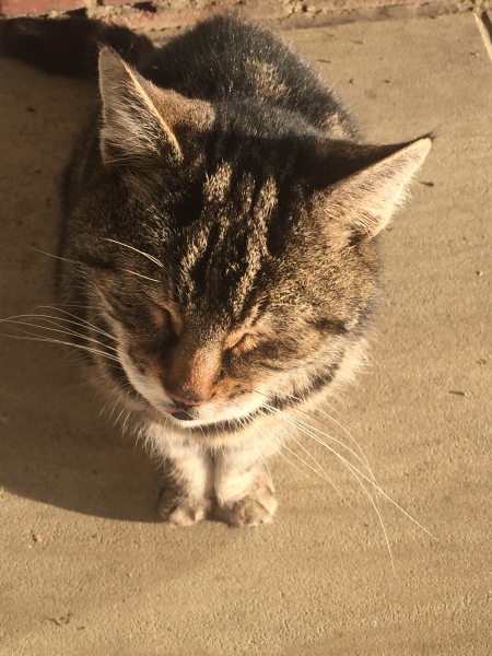 Thread 14 Starmer - The Starmeristas Strike Back