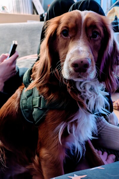 Adolescent Dog Survival Thread - Bark the Herald, furry angels sing!
