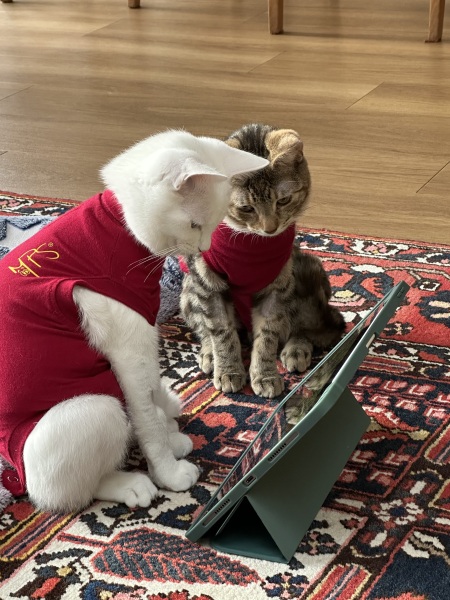 Ring Out, Wild Bells! As 2025 approaches, the Excellent Cats raise their game with a discussion on Tennyson's poetry