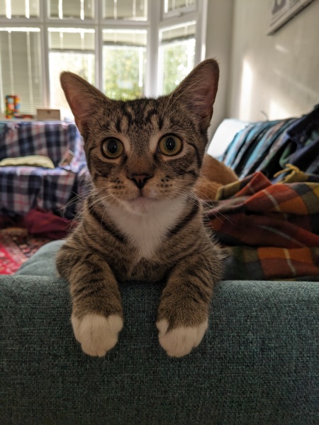 I think I want to adopt a cat but I’ve never had a cat before and I have questions!