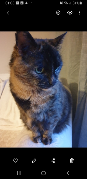 Anyone got a tortie?