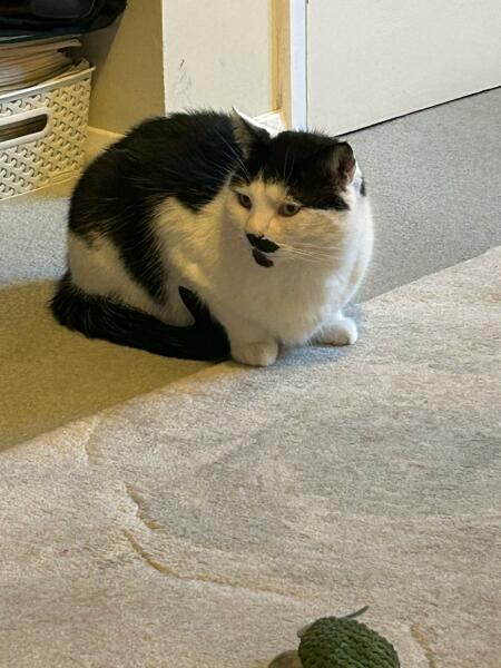 Ring Out, Wild Bells! As 2025 approaches, the Excellent Cats raise their game with a discussion on Tennyson's poetry