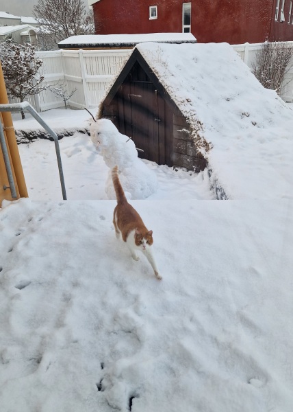 Ring Out, Wild Bells! As 2025 approaches, the Excellent Cats raise their game with a discussion on Tennyson's poetry