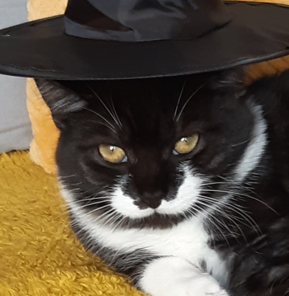 Black and white cats. (pics please!)
