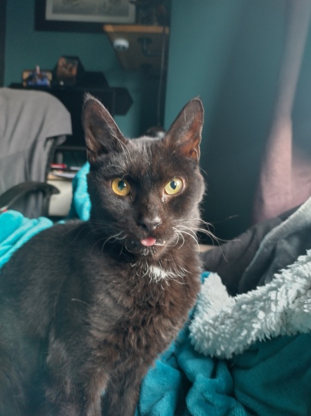 Ring Out, Wild Bells! As 2025 approaches, the Excellent Cats raise their game with a discussion on Tennyson's poetry