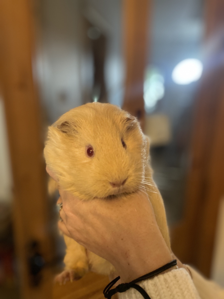 Shit... 99% sure Guinea Pig is pregnant