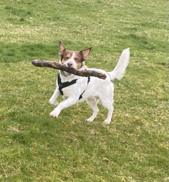 Escape-proof harness