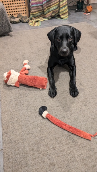 Adolescent Dog Survival Thread - Bark the Herald, furry angels sing!