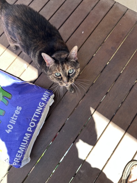 Ring Out, Wild Bells! As 2025 approaches, the Excellent Cats raise their game with a discussion on Tennyson's poetry