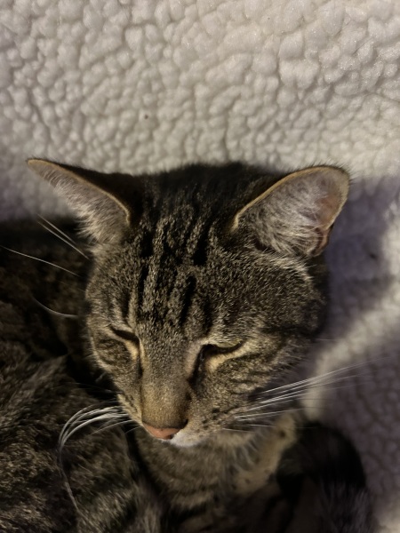 Cat getting…erm…’aroused’ during biscuits