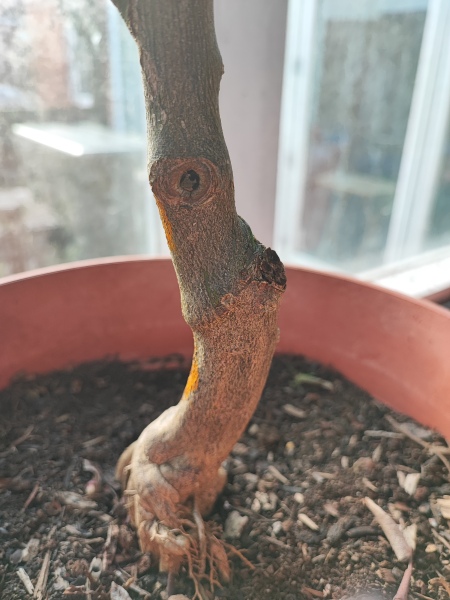 What's going on with my lemon tree??
