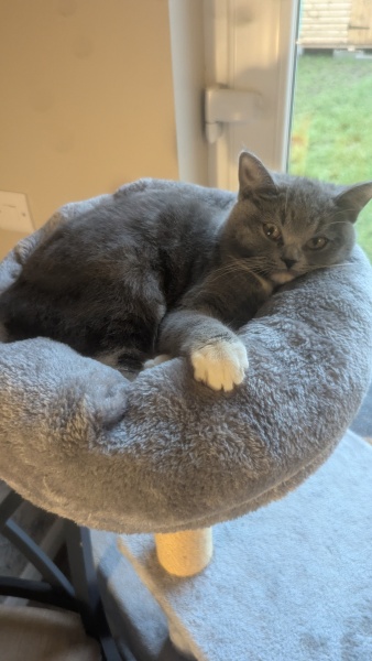 Could a male cat sense that my indoor female cat is in heat and just Tahoe up at my house/garden?