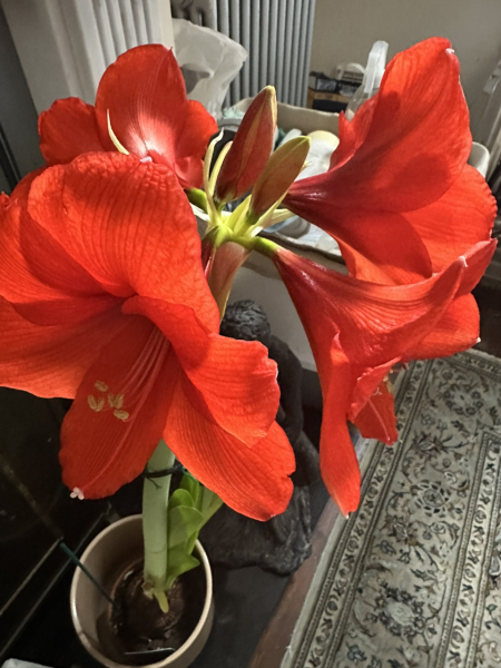 Is anyone’s Poinsettia not dying for once?