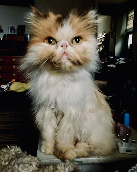 Which breed indoor cat please?