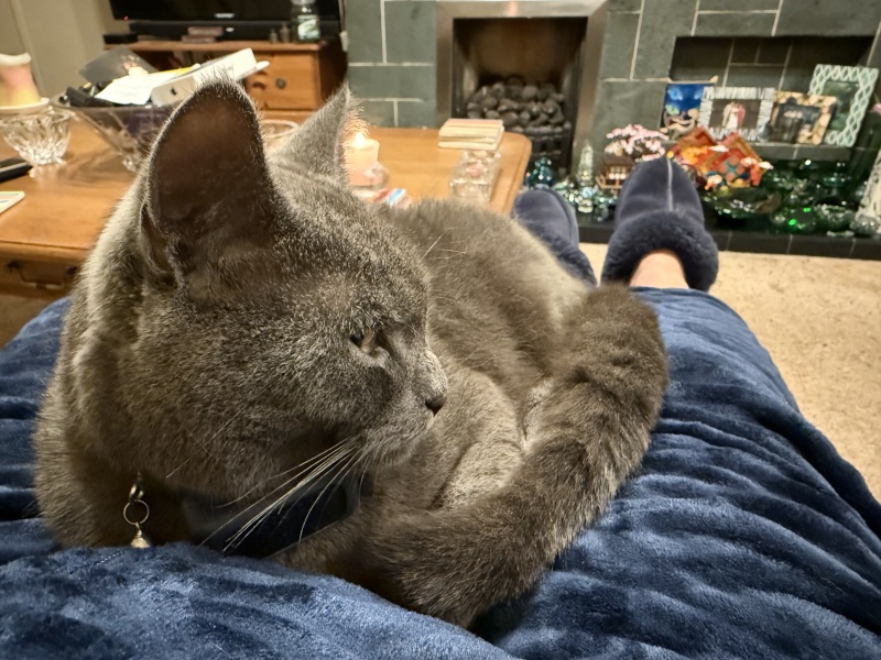 Ring Out, Wild Bells! As 2025 approaches, the Excellent Cats raise their game with a discussion on Tennyson's poetry