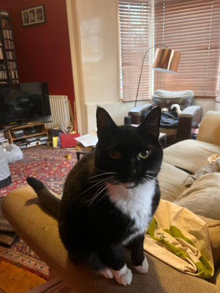 Black and white cats. (pics please!)