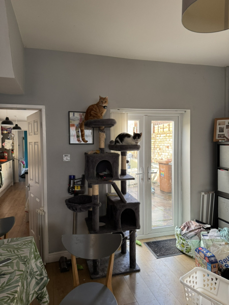 Lap dances, strippers and punch-ups - the Excellent Cats arrange a stag party