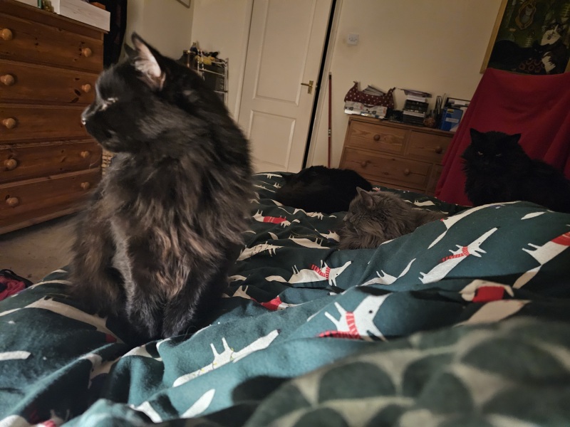 Lap dances, strippers and punch-ups - the Excellent Cats arrange a stag party