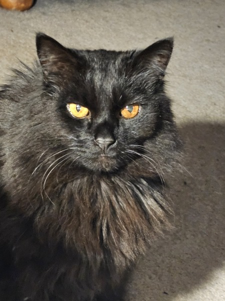 Black and white cats. (pics please!)