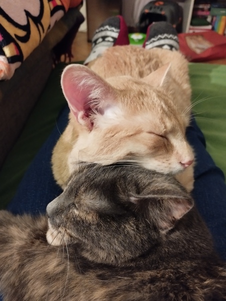 Name suggestions for sibling kittens please?