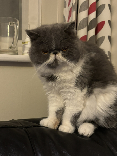 Pampered, Persian, Princess Penelope