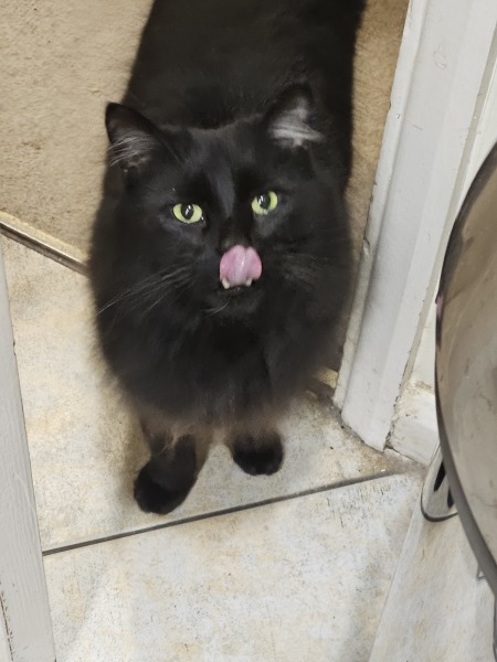 Ring Out, Wild Bells! As 2025 approaches, the Excellent Cats raise their game with a discussion on Tennyson's poetry