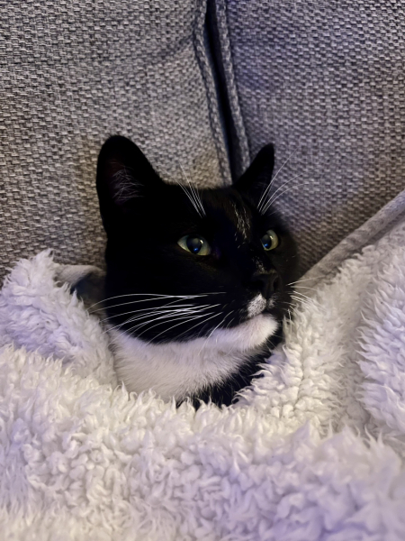 Black and white cats. (pics please!)