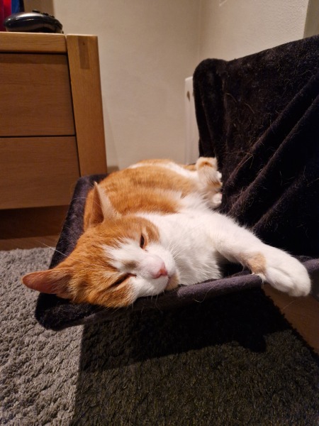 Ring Out, Wild Bells! As 2025 approaches, the Excellent Cats raise their game with a discussion on Tennyson's poetry