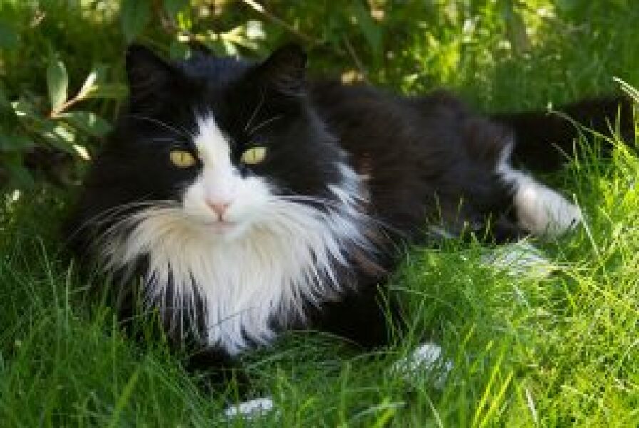 Any cat lovers know what breed of cat this might be or mix?
