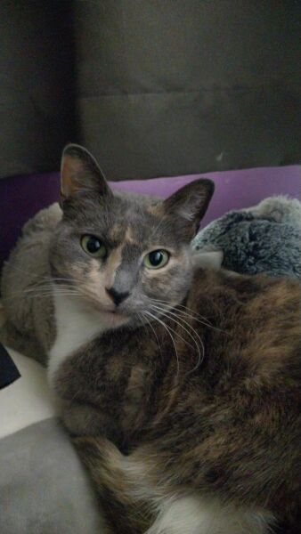 Anyone got a tortie?