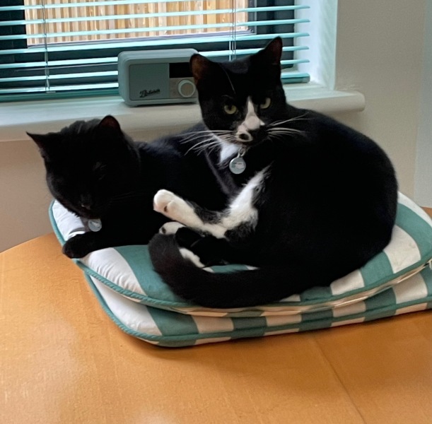 Ring Out, Wild Bells! As 2025 approaches, the Excellent Cats raise their game with a discussion on Tennyson's poetry