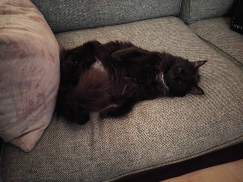 To ask me to show me your cat