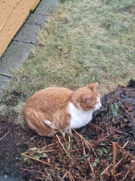 Ring Out, Wild Bells! As 2025 approaches, the Excellent Cats raise their game with a discussion on Tennyson's poetry