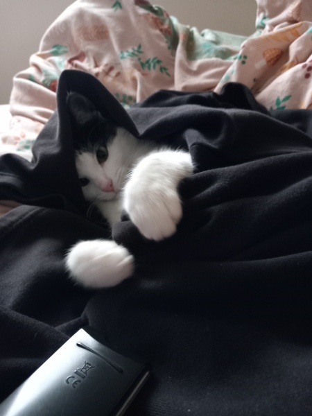 Black and white cats. (pics please!)
