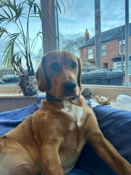 Adolescent Dog Survival Thread - get teenage licks right through the night!
