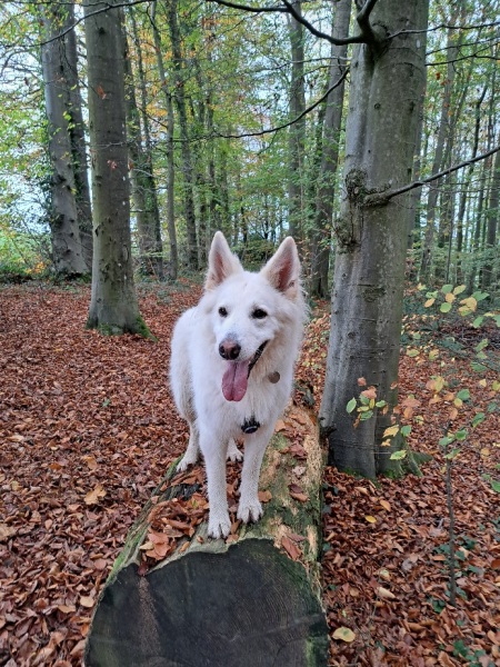 Could you show me a pic of your German Shepherd?