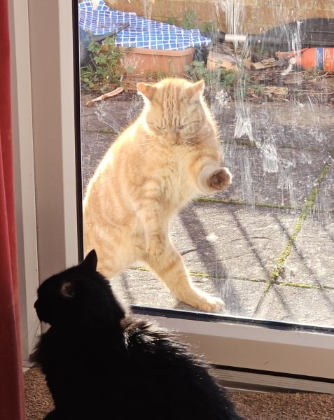 Ring Out, Wild Bells! As 2025 approaches, the Excellent Cats raise their game with a discussion on Tennyson's poetry