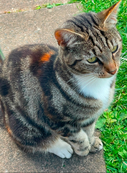 To ask me to show me your cat