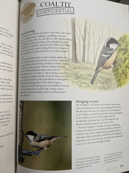 What is this bird?