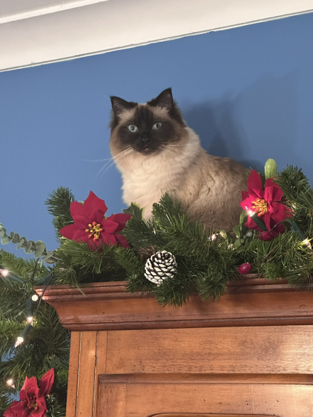 Which breed indoor cat please?