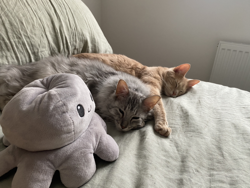 To ask me to show me your cat