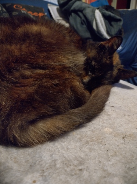 Ring Out, Wild Bells! As 2025 approaches, the Excellent Cats raise their game with a discussion on Tennyson's poetry