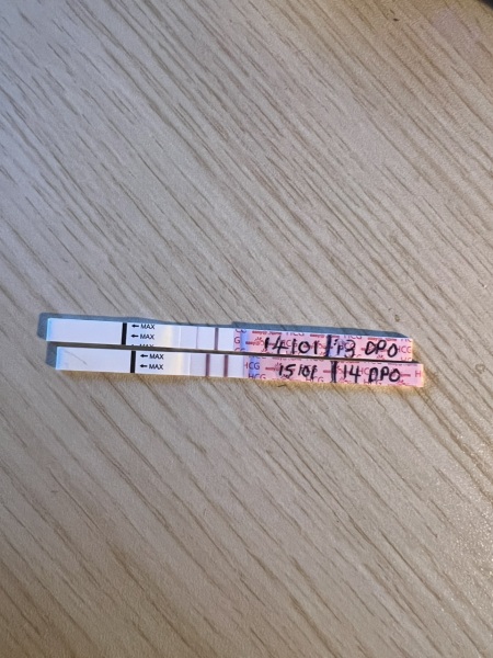 BFP but absolutely terrified