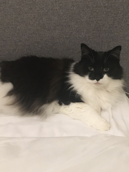 Any cat lovers know what breed of cat this might be or mix?