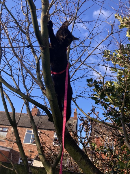 Black cat appreciation (pics please)