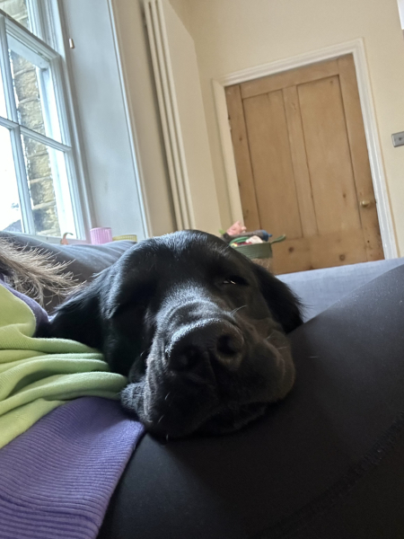 Adolescent Dog Survival Thread - get teenage licks right through the night!