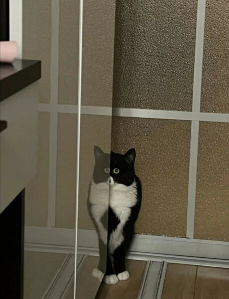 Thread 15 Starmer - Nolite te bastardes carborundorum