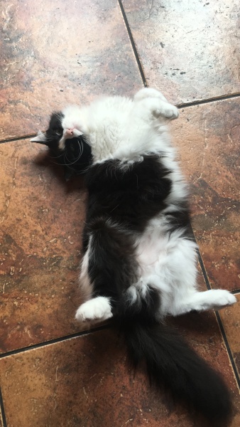 Any cat lovers know what breed of cat this might be or mix?