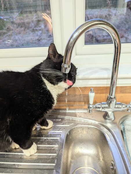 Black and white cats. (pics please!)